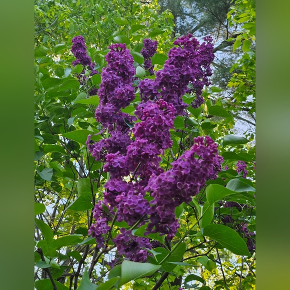 Meet your Posher, Barbara. - Picture 6 of 9